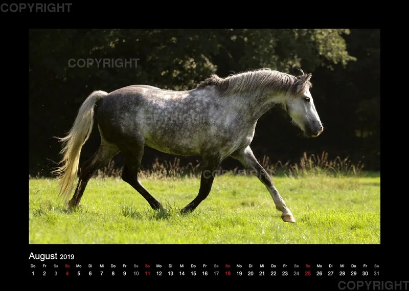 Magic Horses 2019