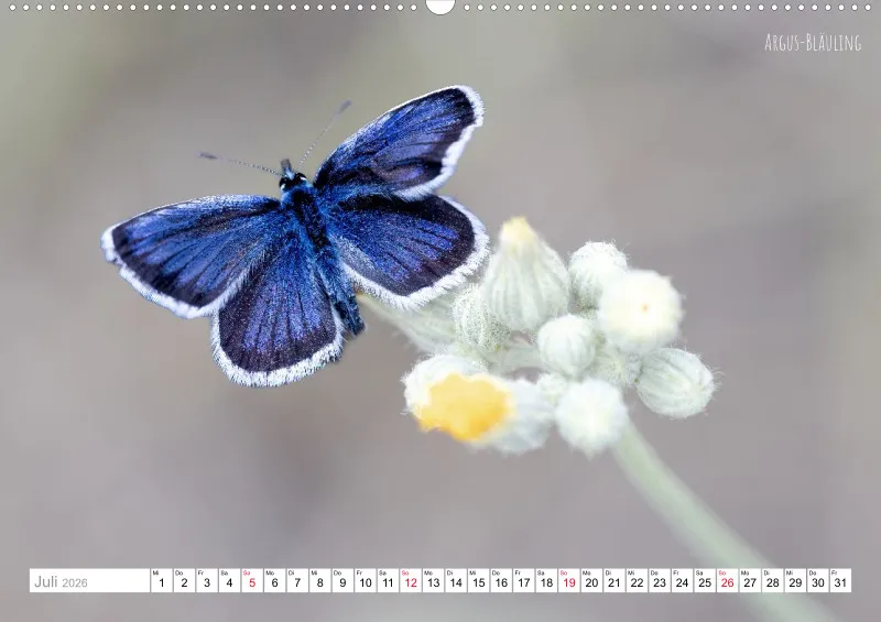 Rainer Outdoor Kalender 2026