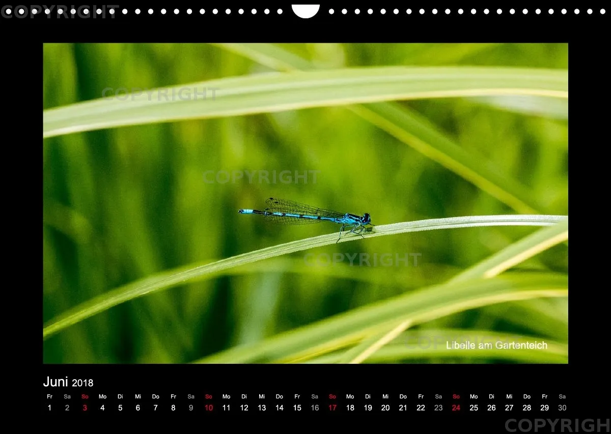 Fotokalender / Nr. 42