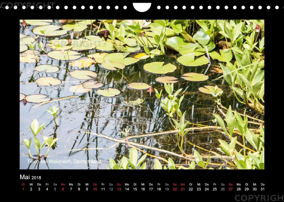 Fotokalender / Nr. 43