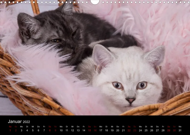 Katzen 2022