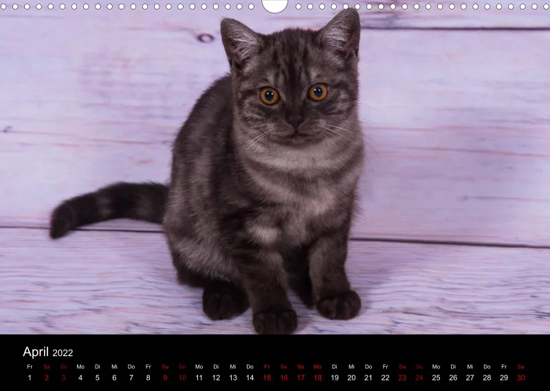 Katzen 2022
