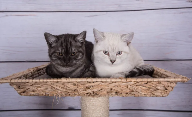 Katzenkissen