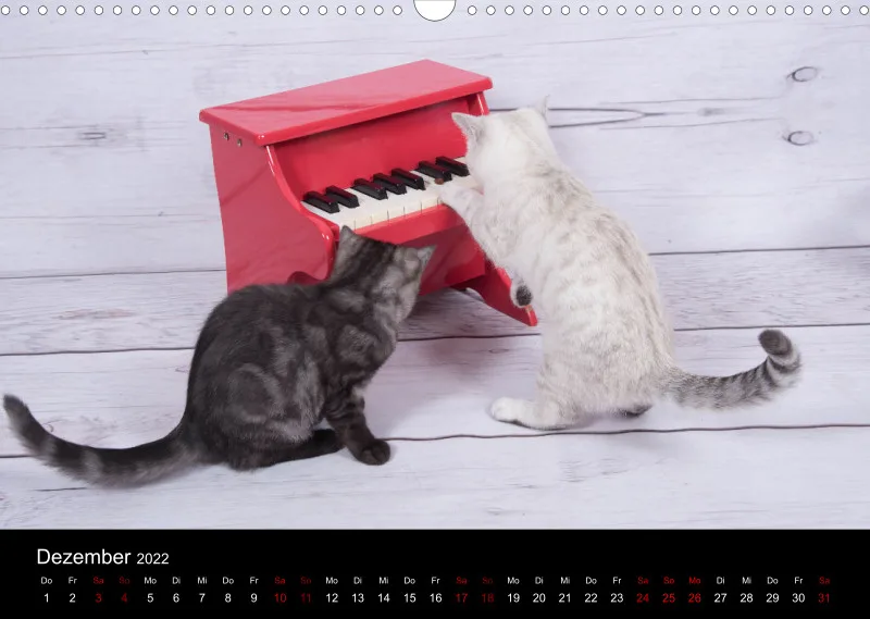 Katzen 2022