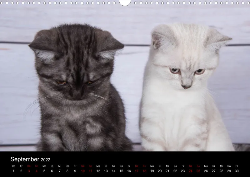 Katzen 2022