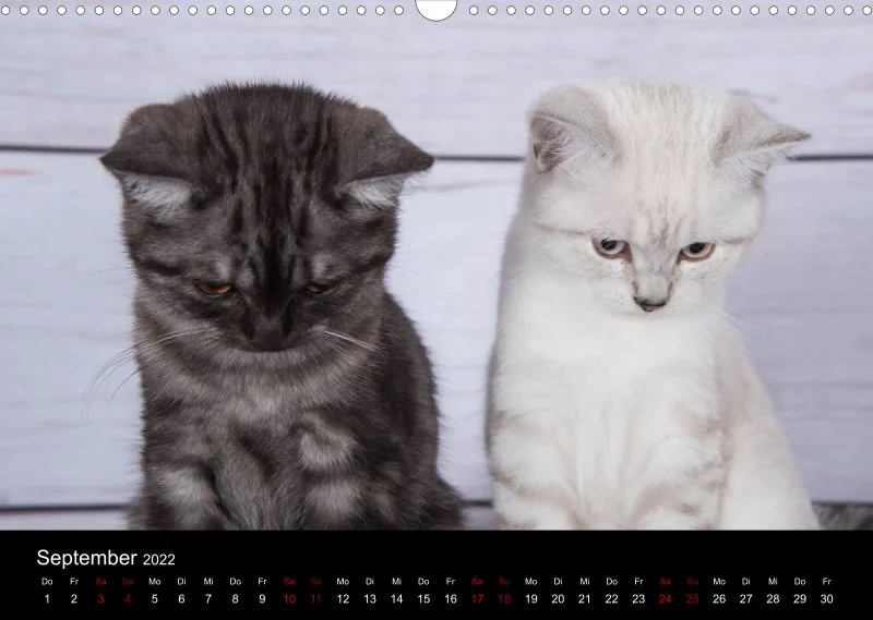Katzen 2022
