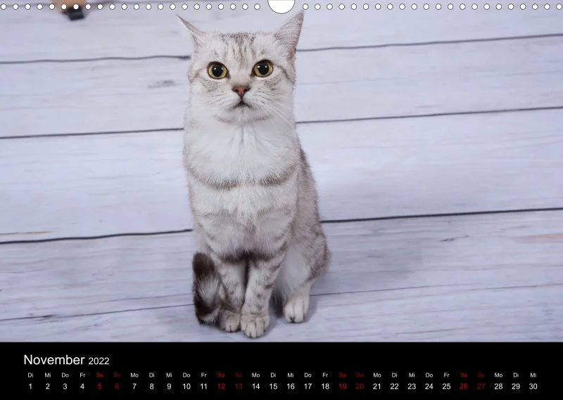 Katzen 2022