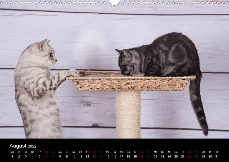 Katzen 2022