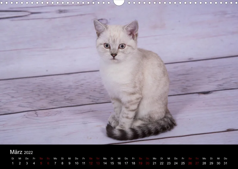 Katzen 2022