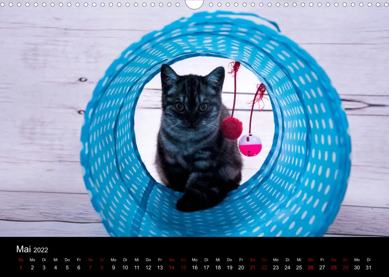 Katzen 2022