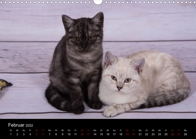 Katzen 2022