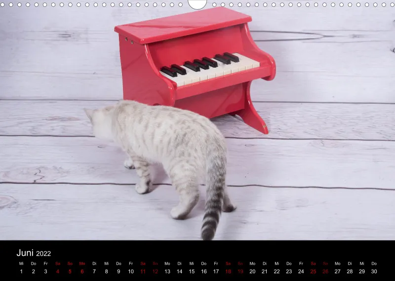 Katzen 2022