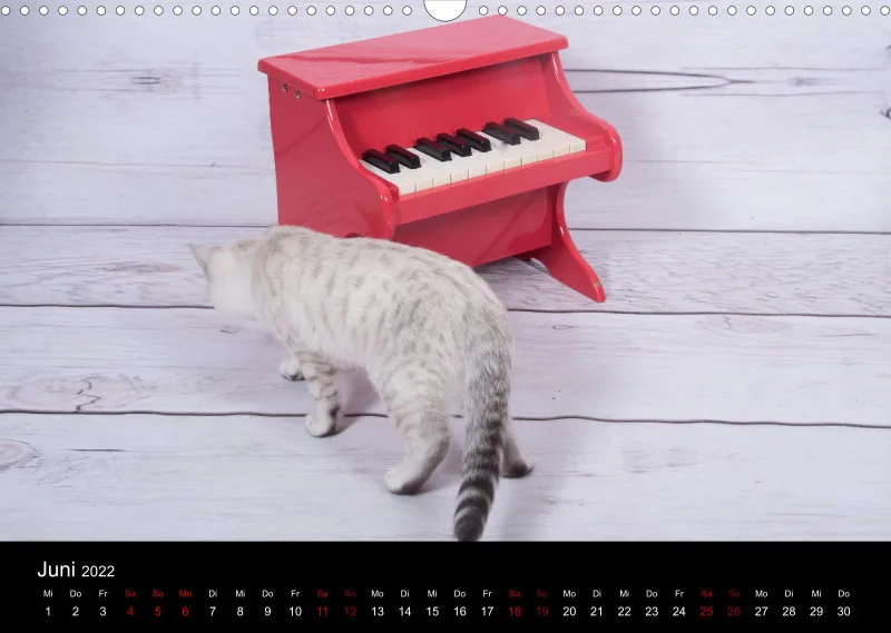 Katzen 2022