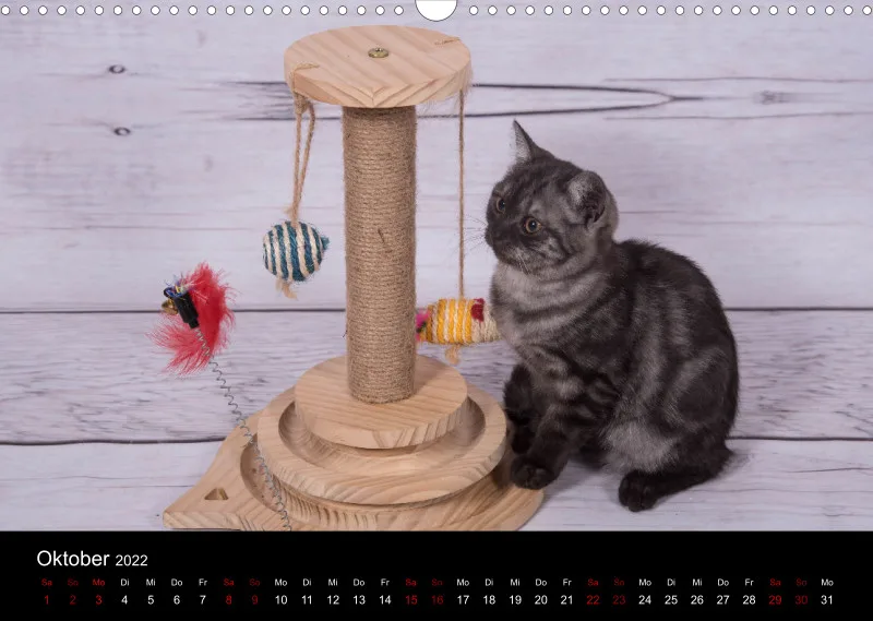Katzen 2022