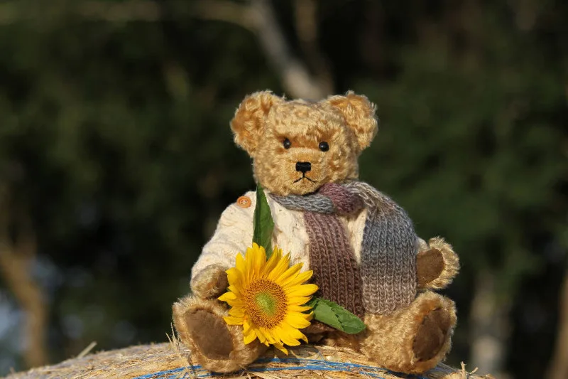 Teddy