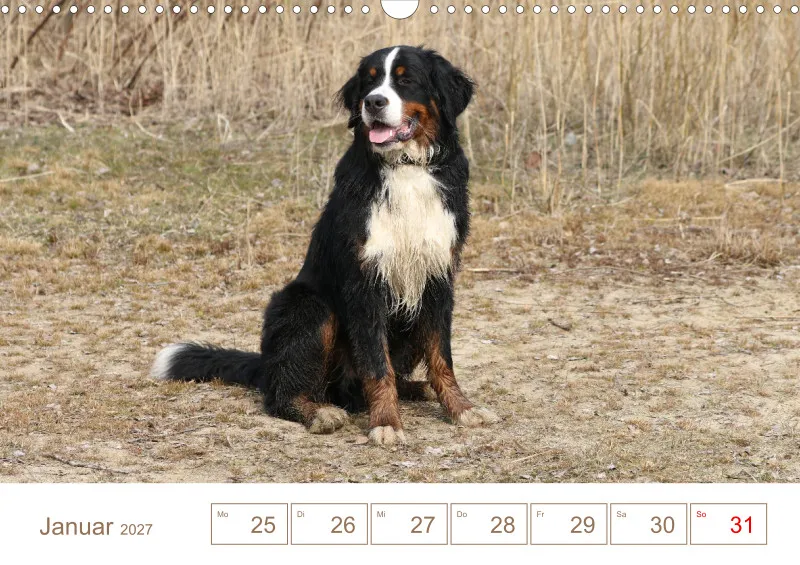 Berner Sennenhunde