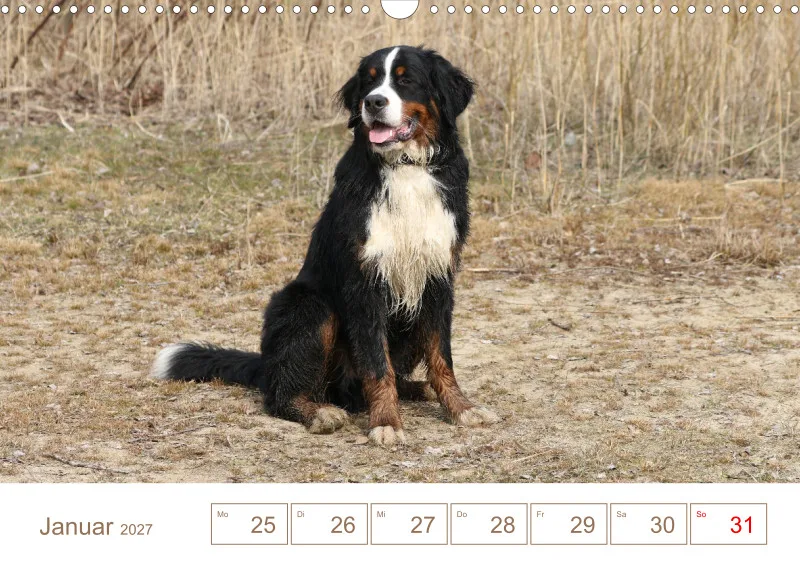 Berner Sennenhunde