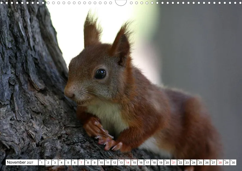 Eichhörnchen