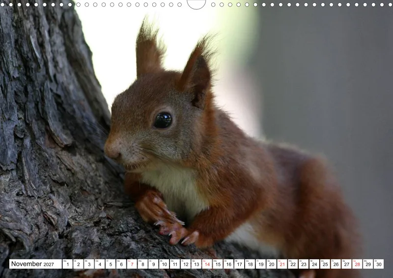 Eichhörnchen