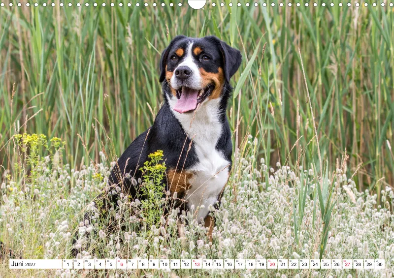 Grosser Schweizer Sennenhund