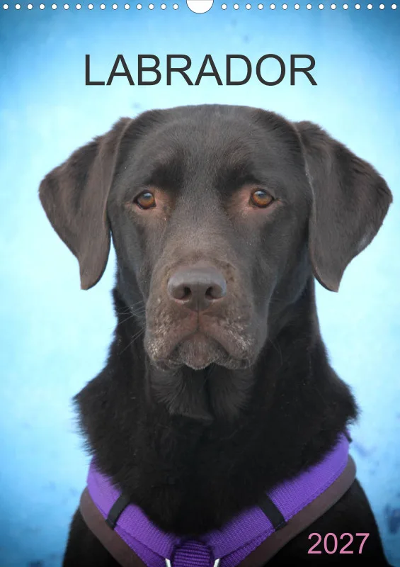 Labrador
