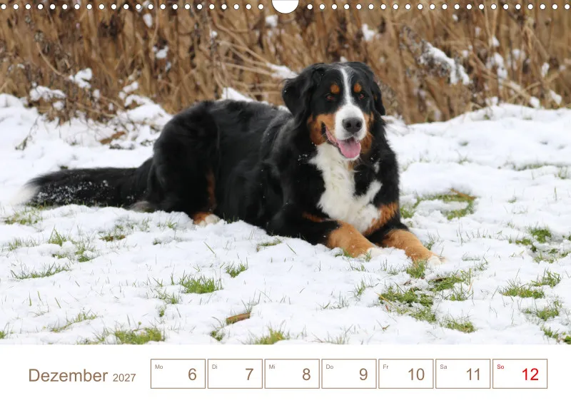 Berner Sennenhunde