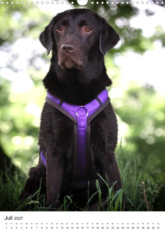Labrador
