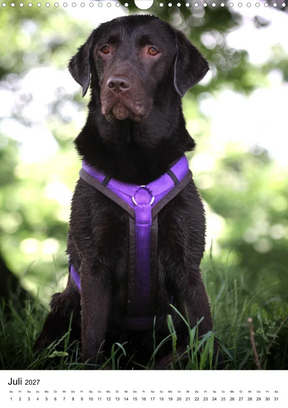 Labrador