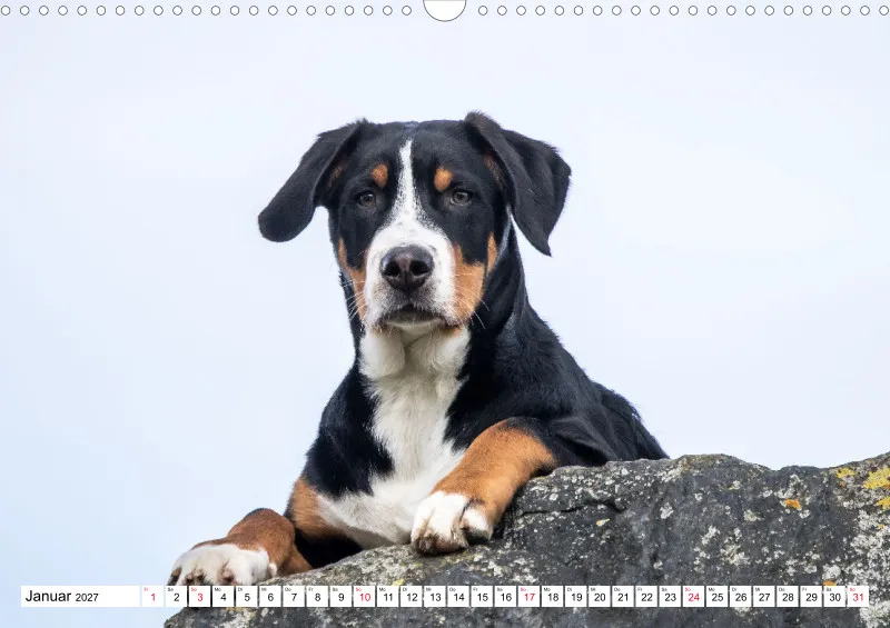 Grosser Schweizer Sennenhund