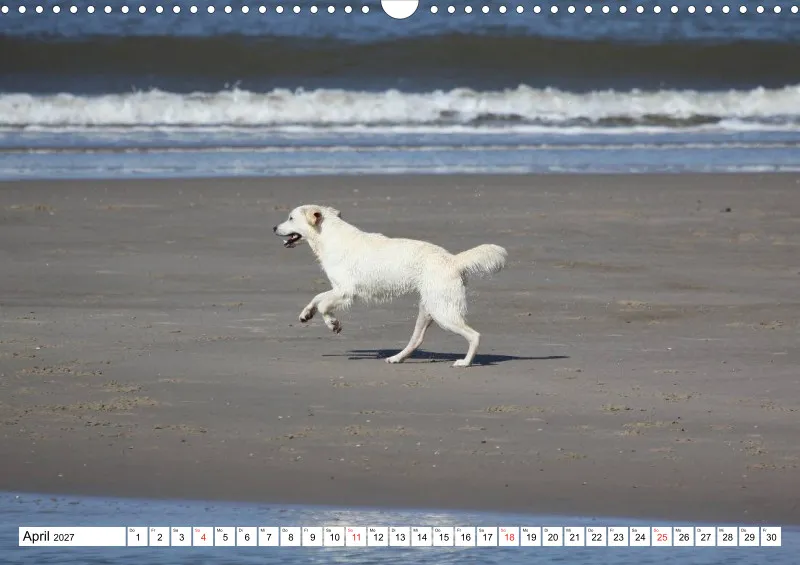 Weiße Retriever am Strand