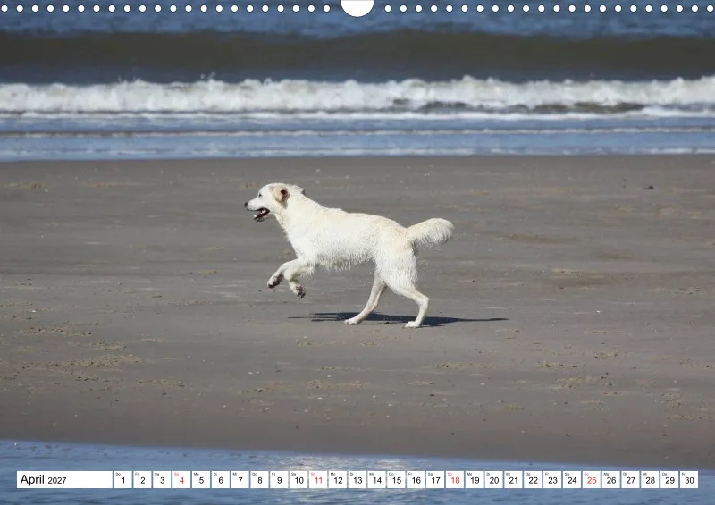 Weiße Retriever am Strand