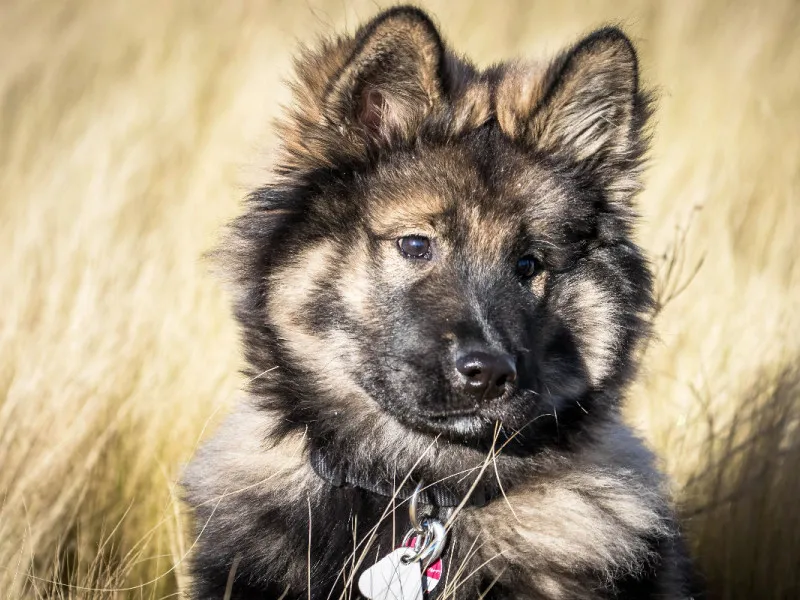 Eurasier Welpe