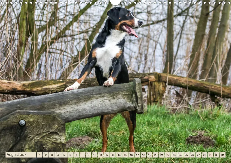 Appenzeller Sennenhunde
