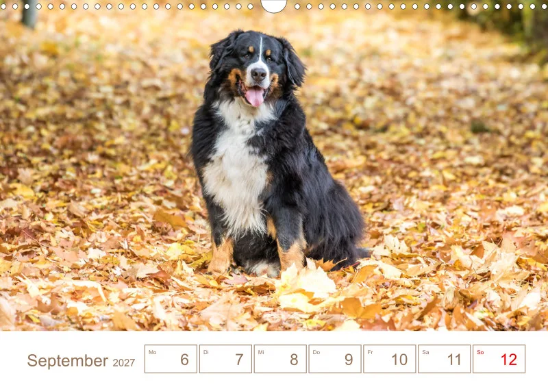 Berner Sennenhunde