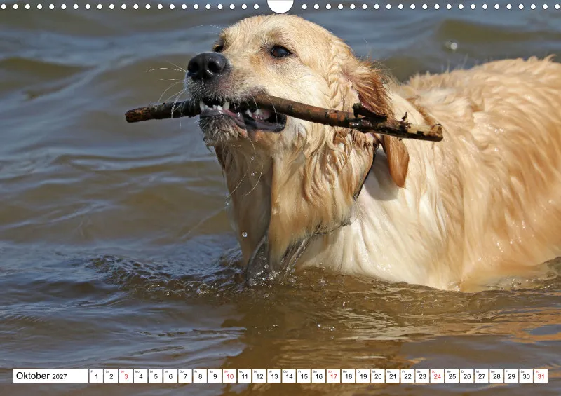 Golden Retriever