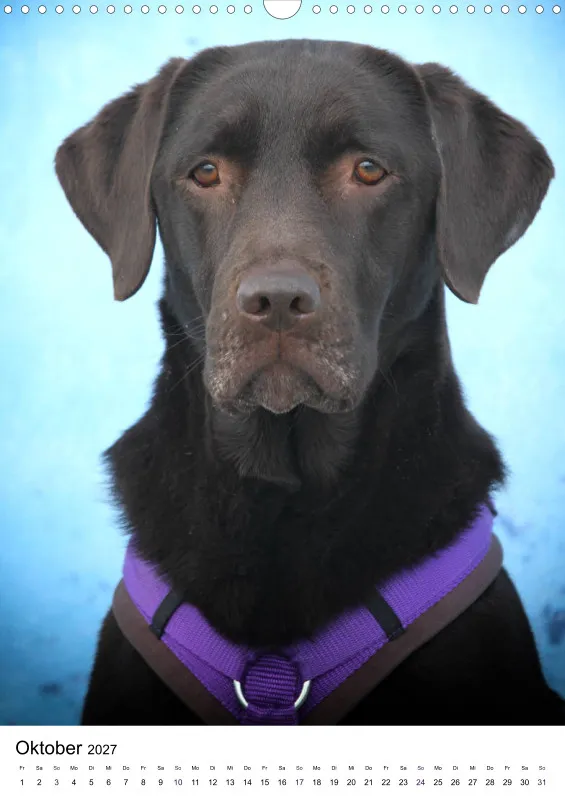 Labrador