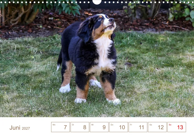 Berner Sennenhunde