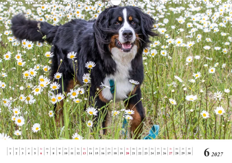 Sennenhund Rassen
