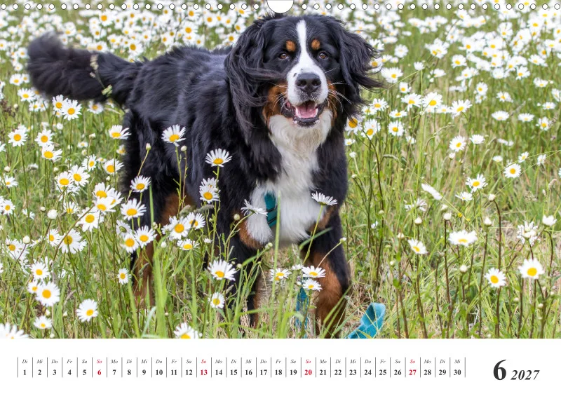 Sennenhund Rassen
