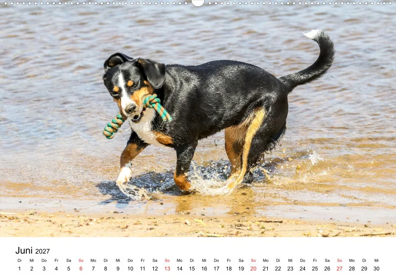 Entlebucher Sennenhund