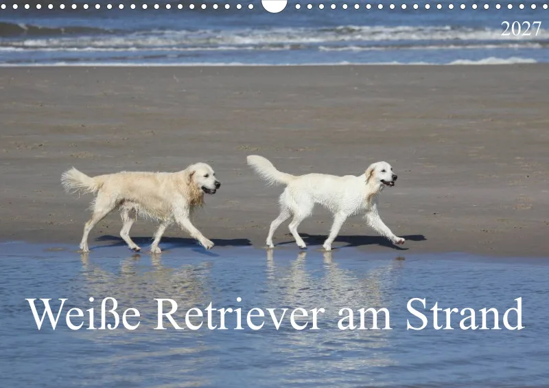 Weiße Retriever am Strand