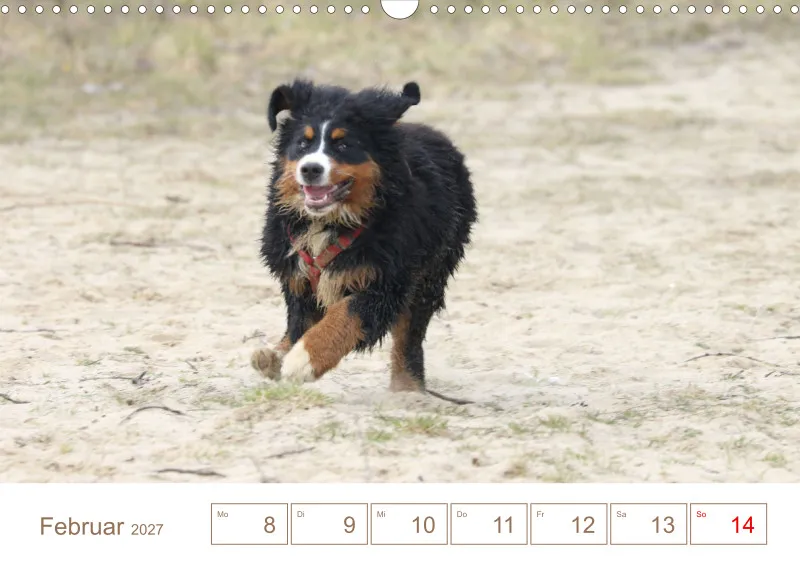 Berner Sennenhunde