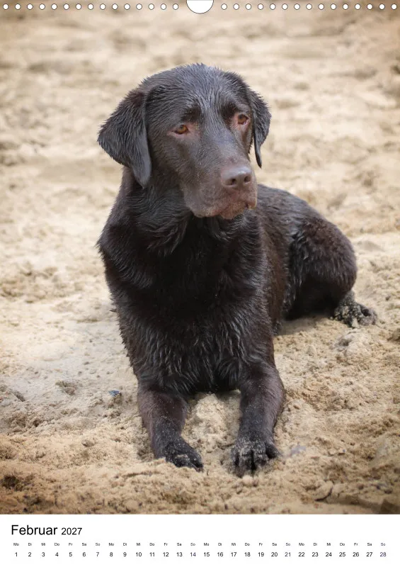 Labrador