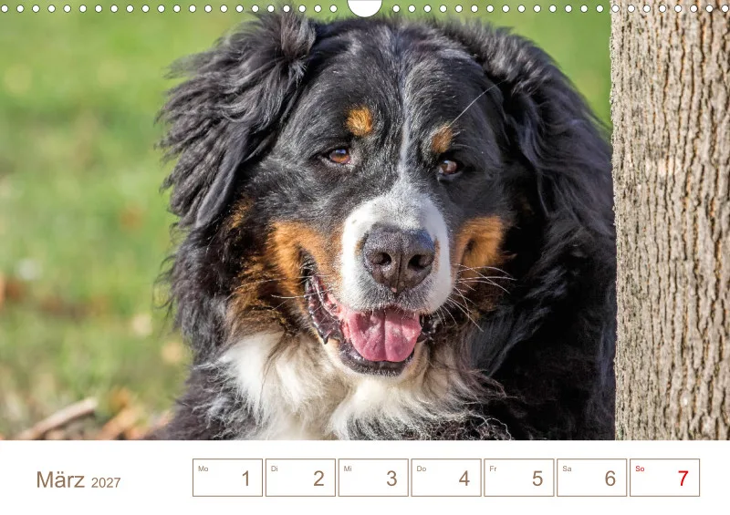 Berner Sennenhunde