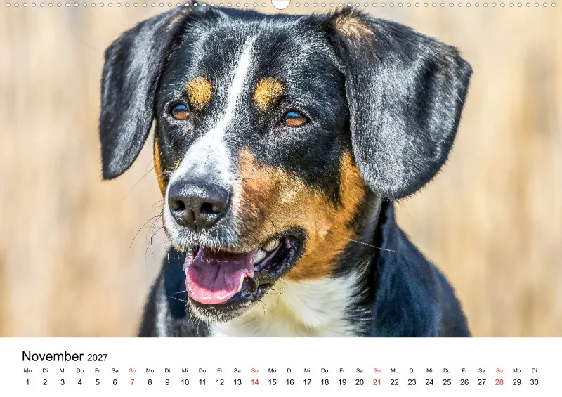 Entlebucher Sennenhund