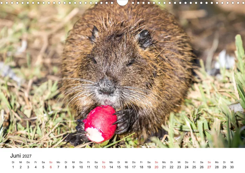 NUTRIA