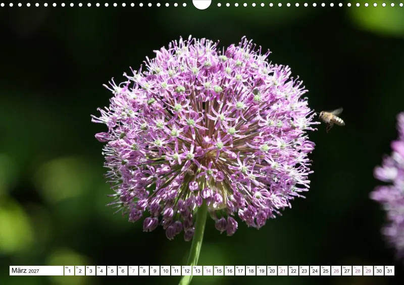 Allium