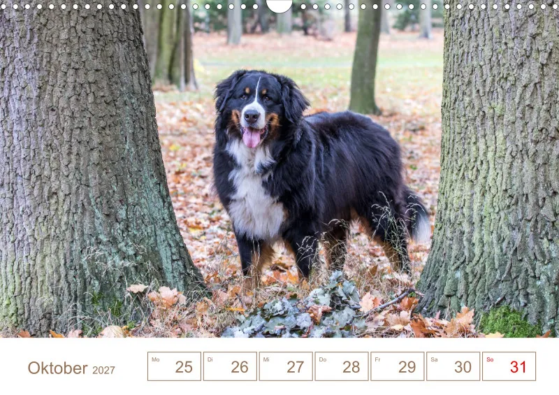 Berner Sennenhunde