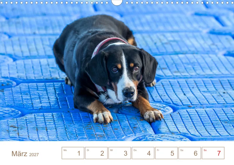 Entlebucher Sennenhunde/Wochenkalender
