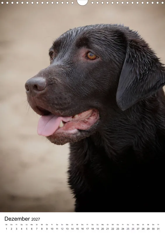 Labrador